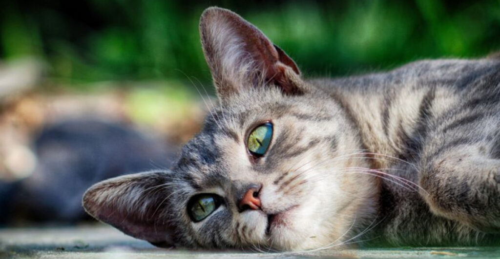 15 Little Acts Of Kindness Your Cat Does Without You Noticing
