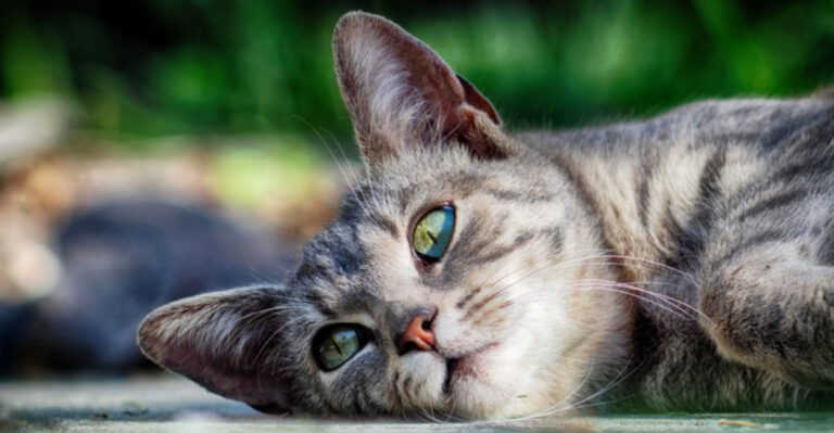 15 Little Acts Of Kindness Your Cat Does Without You Noticing