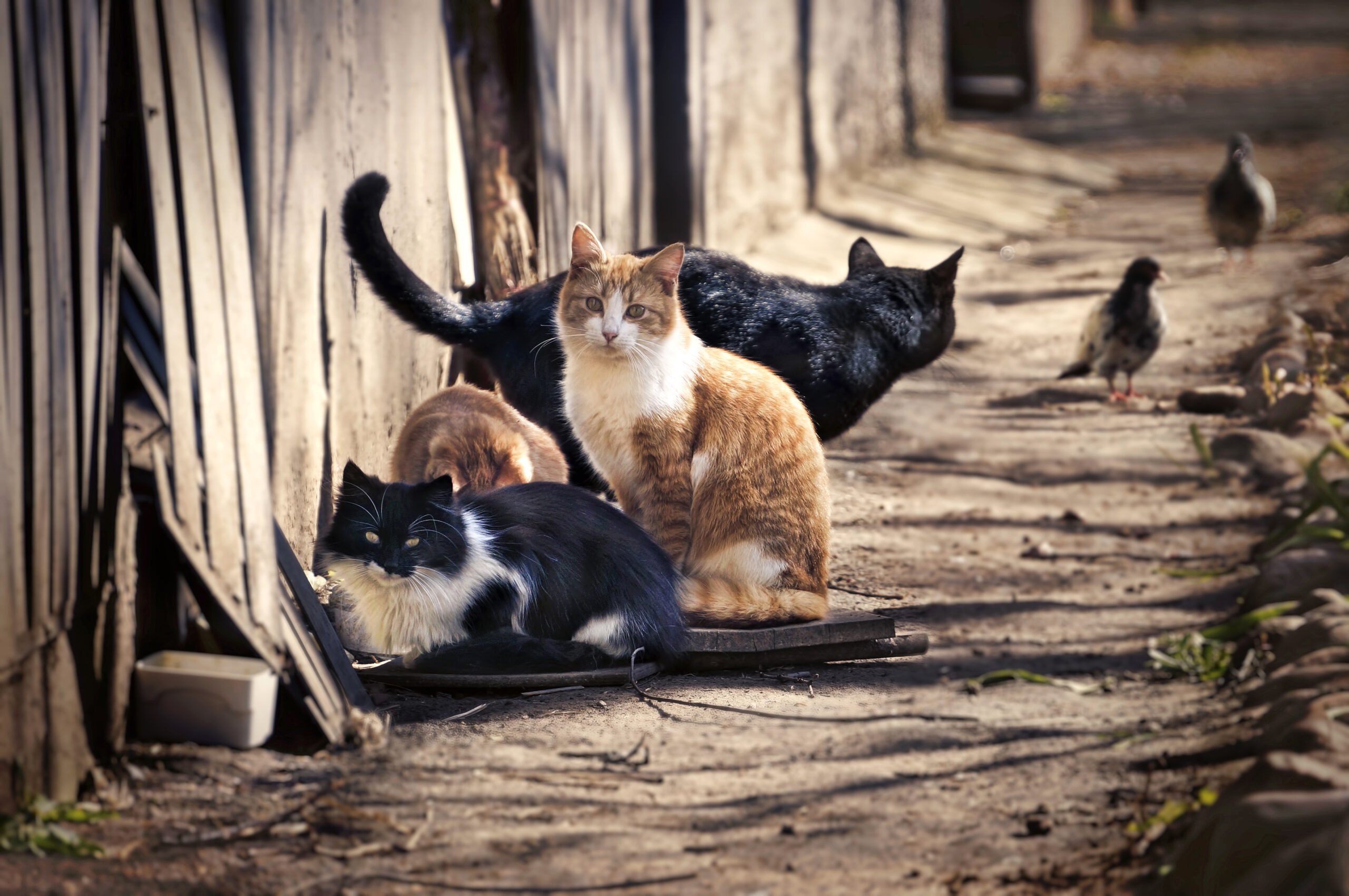 15 Major U.S. Cities Where Feral Cats Are Thriving