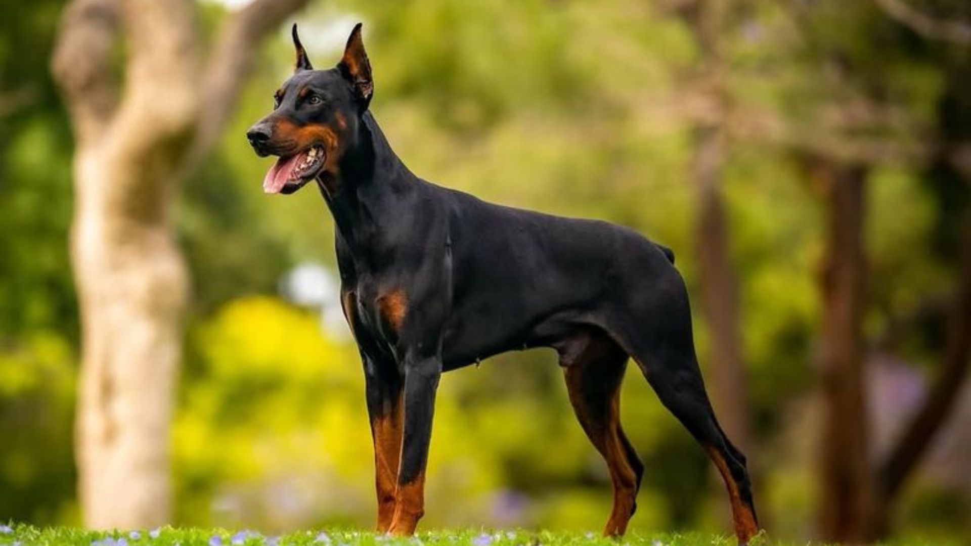 15 Misunderstood Gentle Dog Breeds With A Bad Reputation