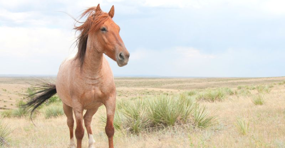 15 Misunderstood Horse Breeds That Struggle To Find Loving Homes