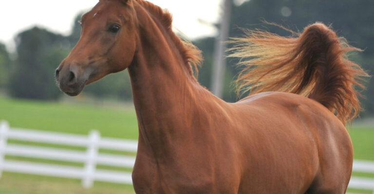 15 Most Intelligent Horse Breeds That Understand Their Owners Best