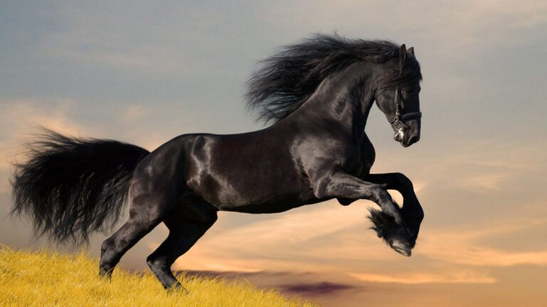 15 Most Muscular Horse Breeds That Were Built For Strength