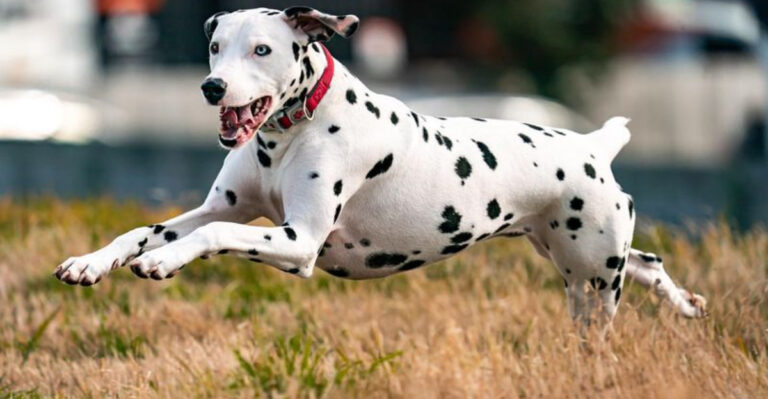 15 Most Playful Dog Breeds That Never Outgrow Puppyhood