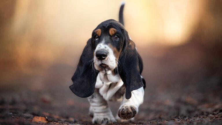 15 Most Popular Medium-Sized Dog Breeds In America (According To Data)