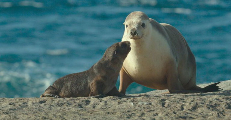 15 Ocean Creatures Way Smarter & More Loving Than Dolphins