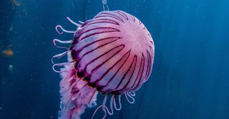 15 Of The Most Lethal Jellyfish On The Planet