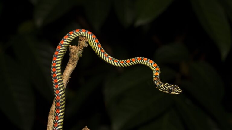 15 Of The Strangest Snake Behaviors That Will Make You Squirm