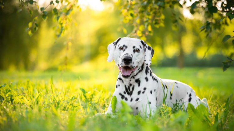 15 Once Popular Dog Breeds That Nobody Wants Anymore