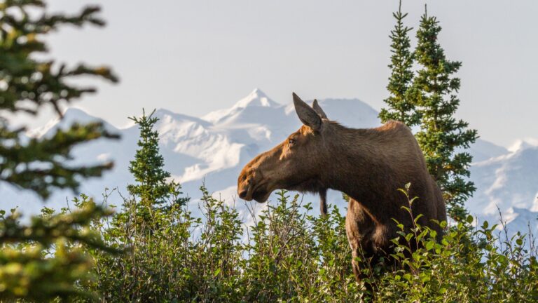 15 Places In America Where Wild Animals Roam Free