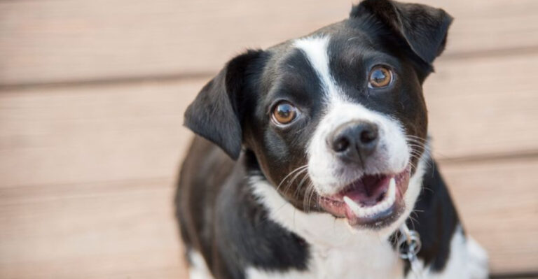 15 Reasons Not To Get A Mutt