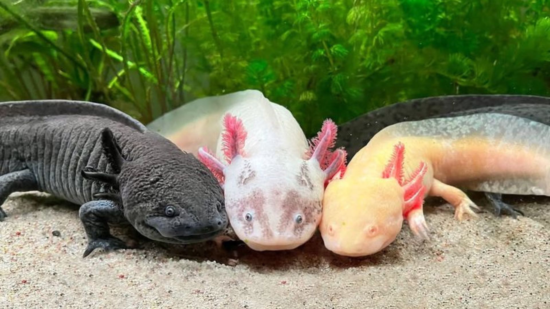 15 Reasons The Axolotl Is One Of The Most Fascinating Endangered Species