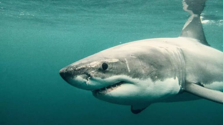 15 Reasons We’re Lucky To Have Sharks