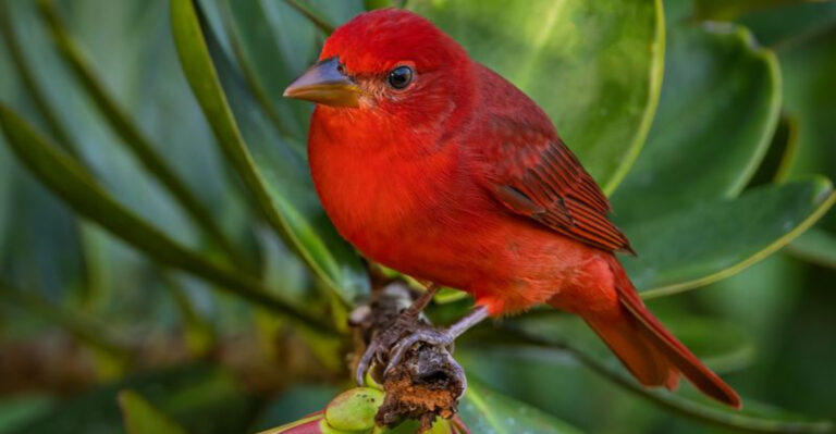 15 Red Birds That Will Beautify Your Garden