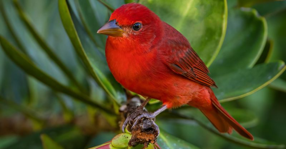 15 Red Birds That Will Beautify Your Garden