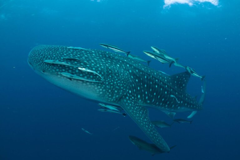 15 Shark Species That Are Surprisingly Gentle