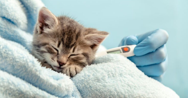 15 Signs Your Cat Isn’t Feeling Well