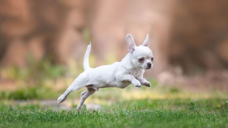 15 Small Pups With A Reputation For Good Health
