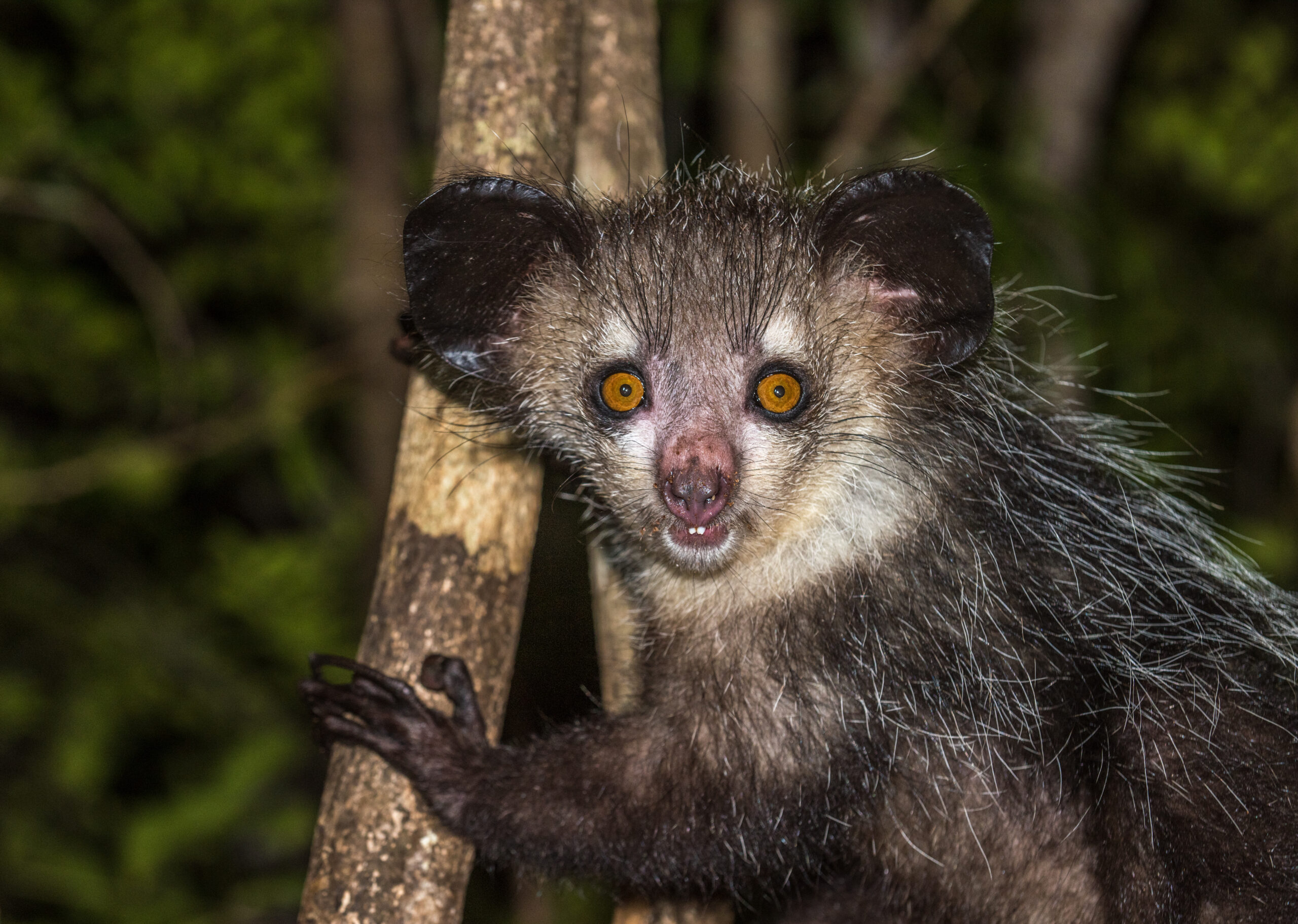 15 Surprising Facts About The Creepy Aye-Aye