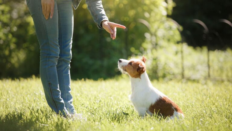 15 Things Cesar Millan Gets Wrong About Dog Training, According To Experts