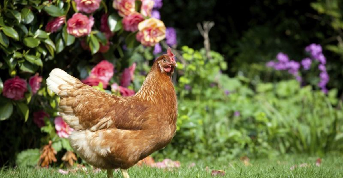 15 Things You’re Doing That Your Backyard Chickens Absolutely Hate