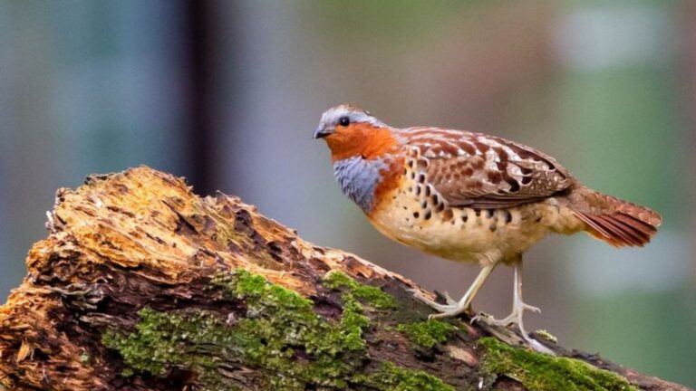 15 Unique Animals That Thrive On A Bamboo Diet