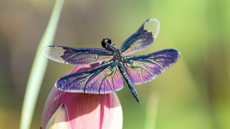15 Vibrant Flowers That Attract Dragonflies Like Magnets