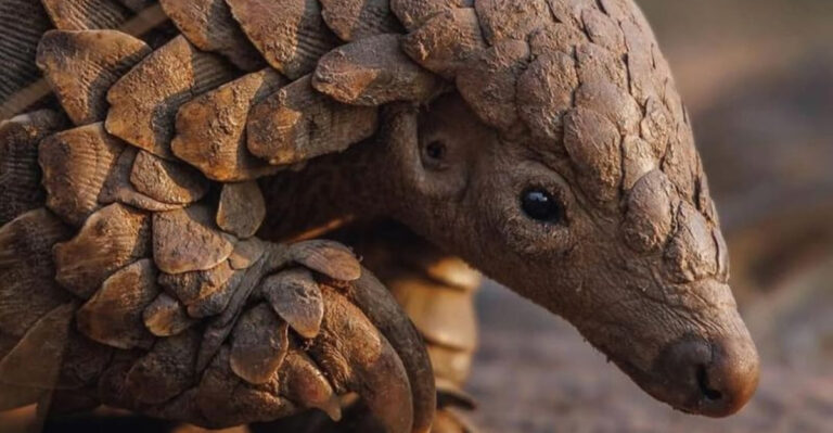 15 Ways The Pangolin Became The World’s Most Trafficked Mammal