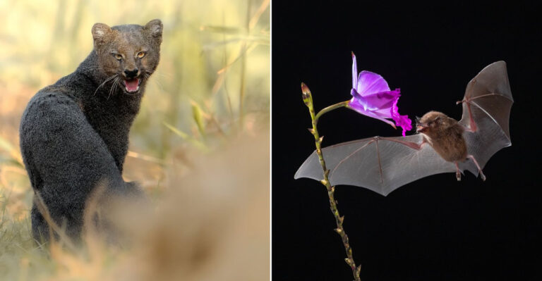 15 Little-Known Mammals Of North America You Probably Never Heard Of