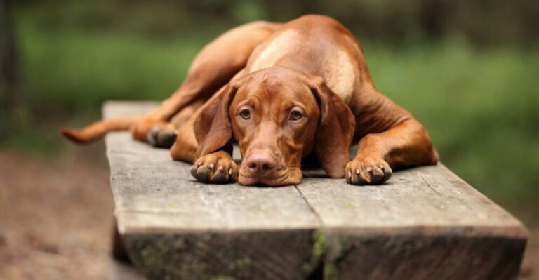 15 Warning Signs Your Dog Is Unhappy
