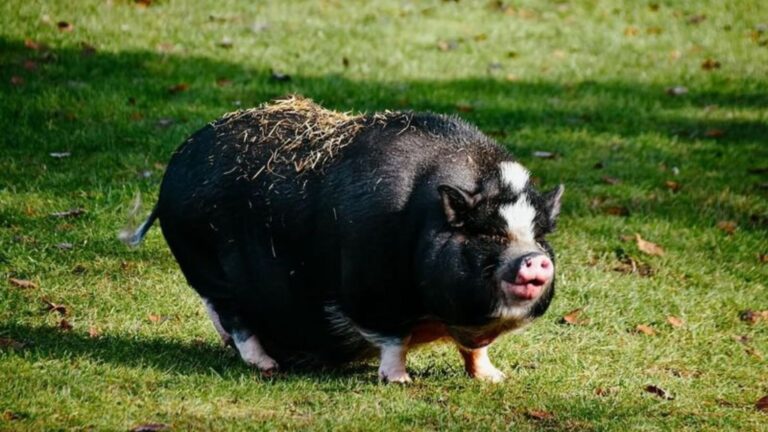 16 Animals You Wouldn’t Expect To Make Good Pets