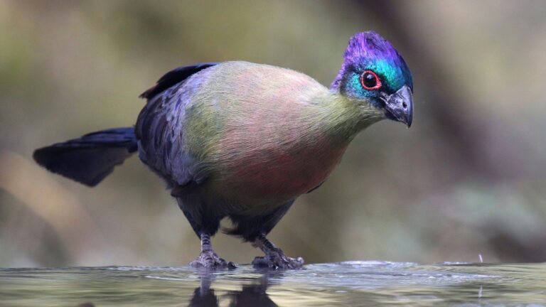 16 Beautiful Purple Birds You’ve Probably Never Seen Before