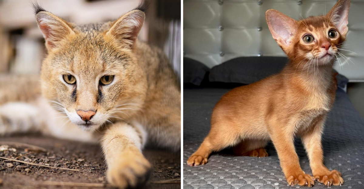 16 Cats That Are So Wild, They’re Basically Mini Tigers