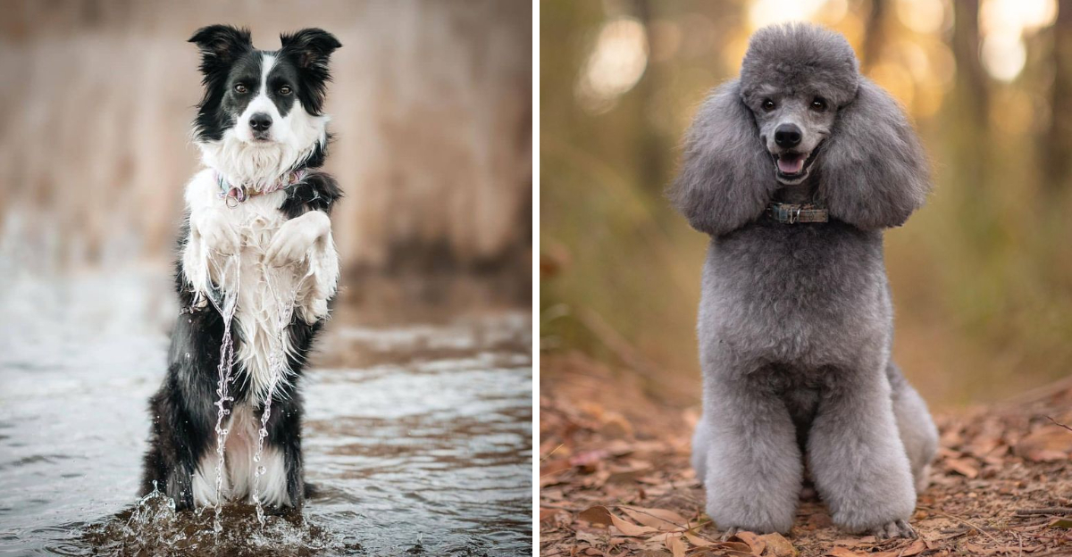 16 Dog Breeds With Mind-Blowing Memory Abilities