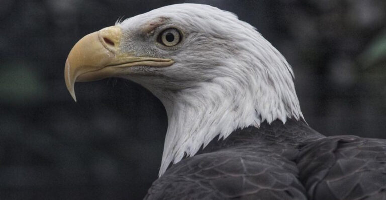 16 Essential Rules To Follow When You Spot A Bald Eagle In The Wild