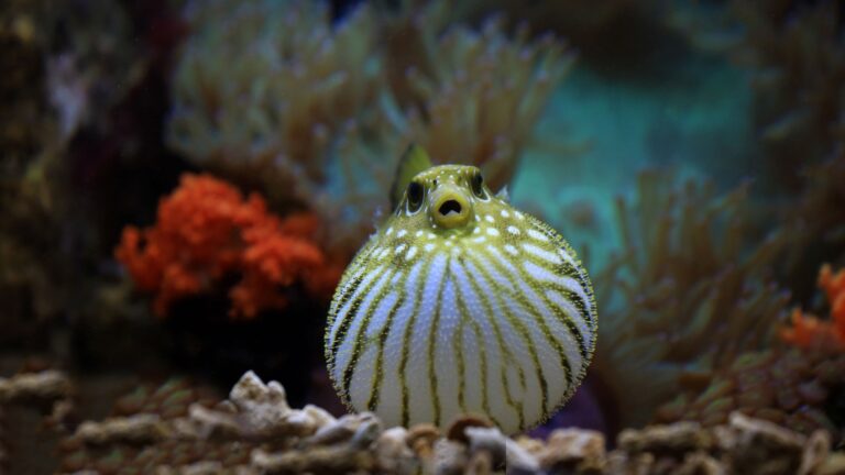 16 Exotic Fish That Are Best Left Out Of Your Home Aquarium