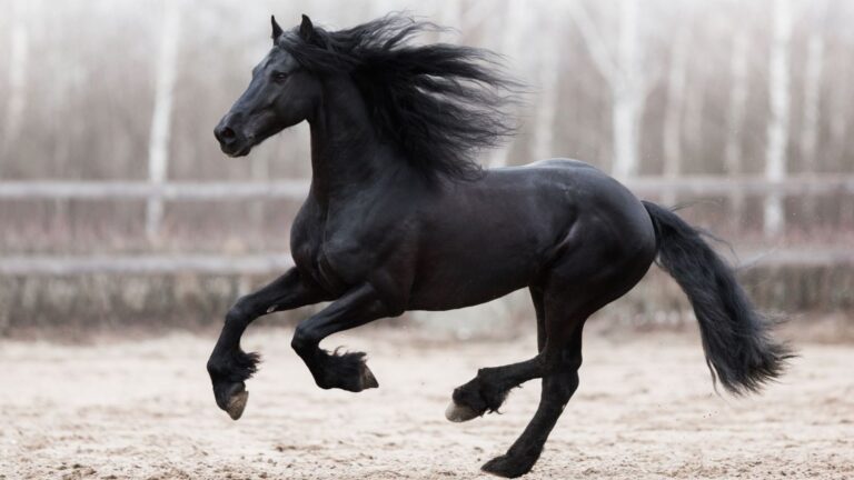 16 Majestic Horse Breeds That Command Attention Everywhere They Go