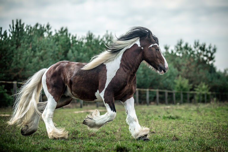 16 Powerful Heavyweight Horses That Command Attention