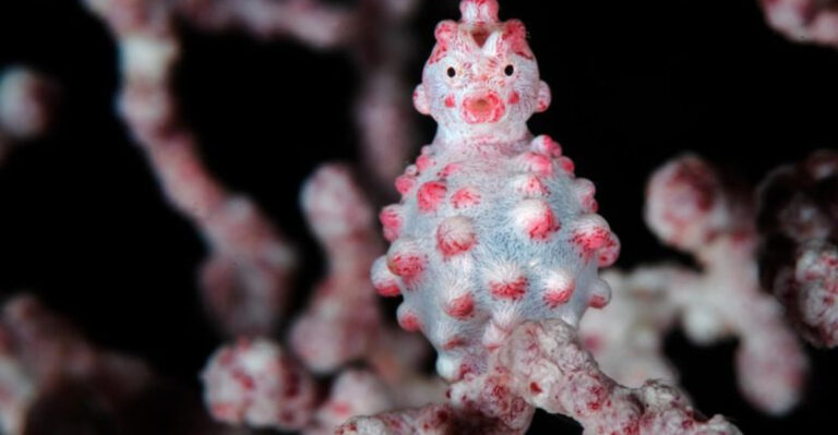 16 Rare Animals That Look Too Bizarre To Be Real