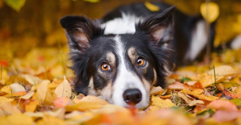 16 Reasons Border Collies Are The Smartest Dogs – And Why They Need The Right Owner
