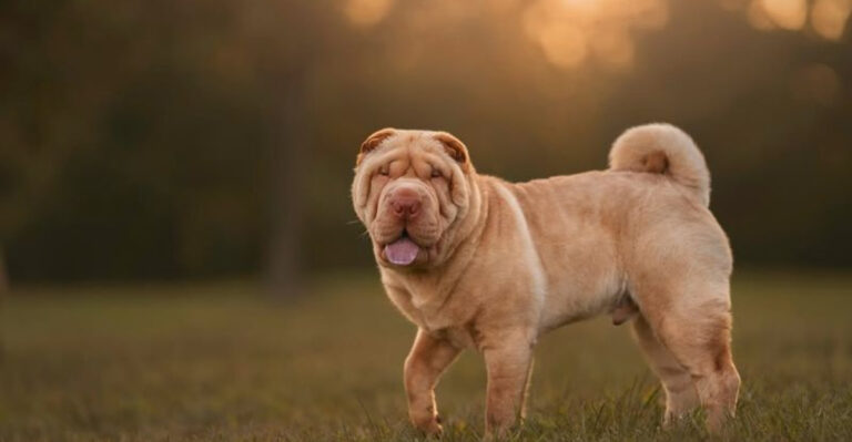 16 Territorial Dog Breeds That Are Likely To Stand Their Ground Against New Pets