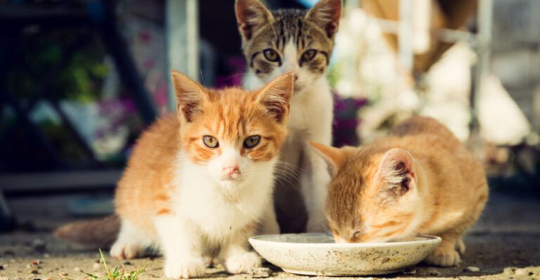 16 Things To Keep In Mind Before You Feed Outdoor Cats