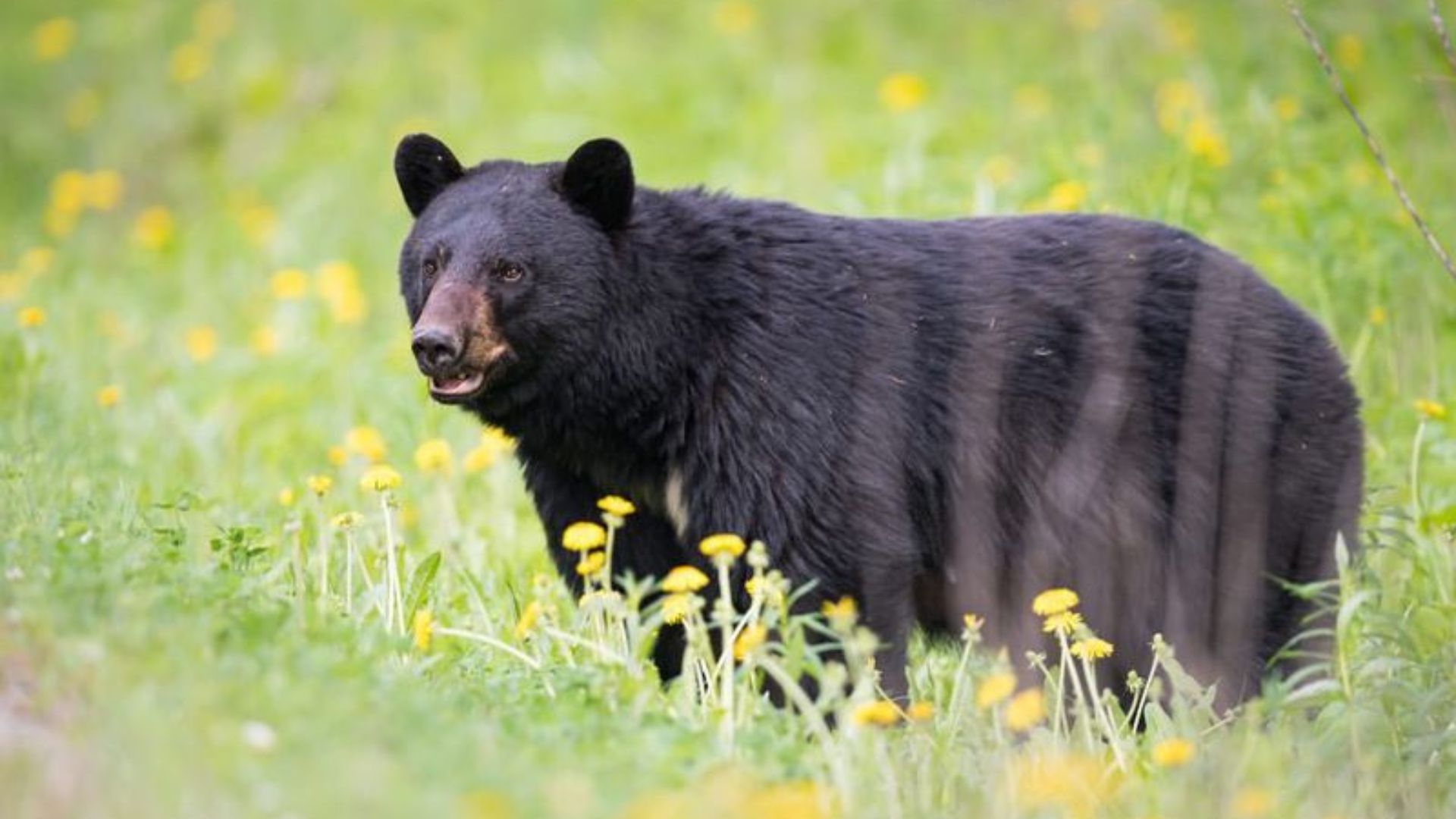 16 U.S. States That You Didn’t Realize Were Wild Bear Hotspots