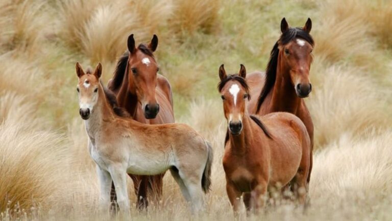 16 Wild Horses Struggling To Survive As Water Supplies Dwindle
