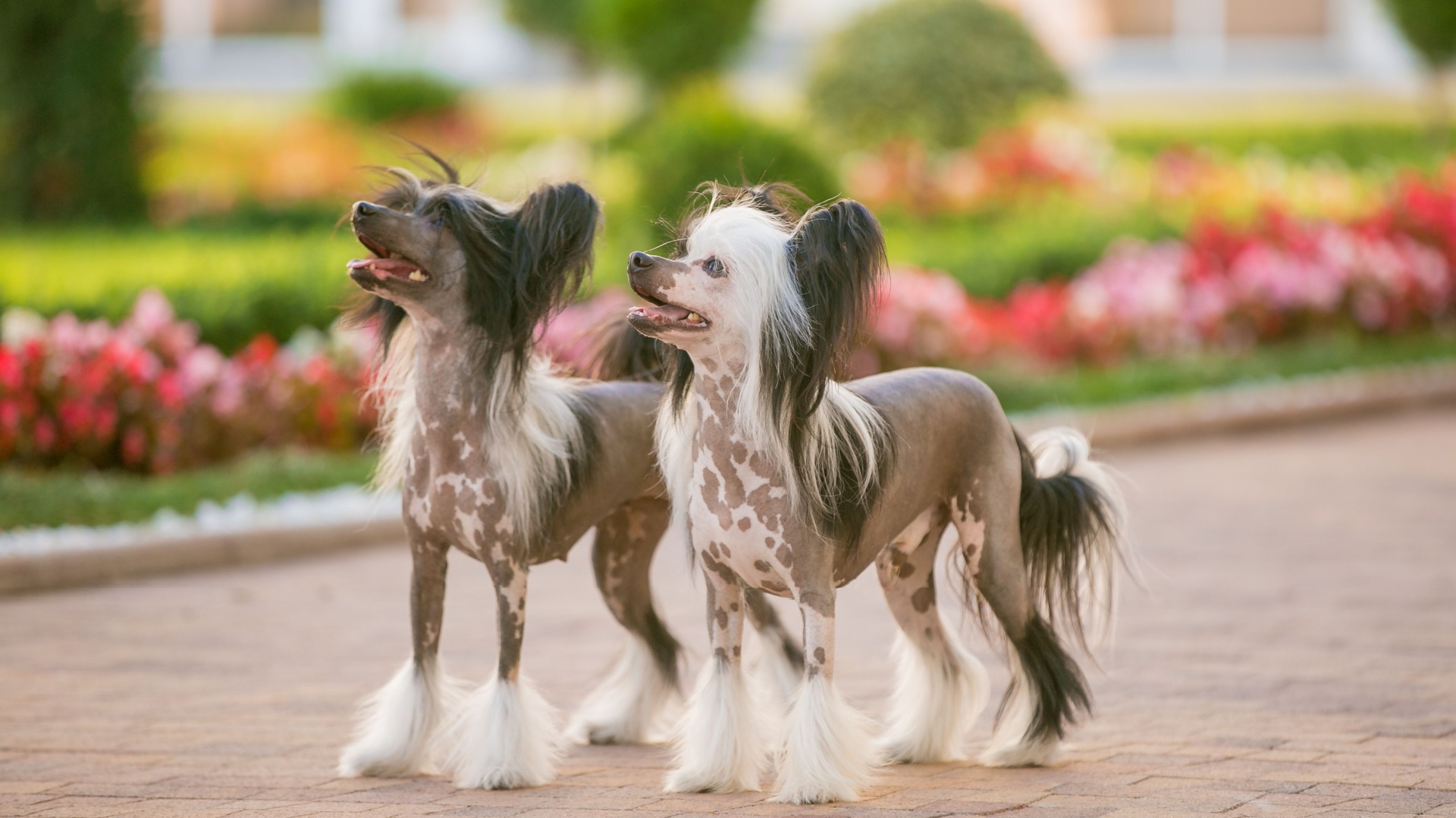 16 Worst Dog Breeds For Families