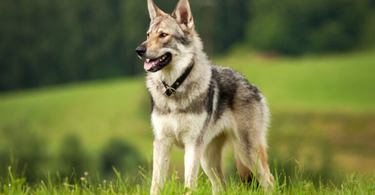16 Dog Breeds That Aren't Suitable For Pet Life