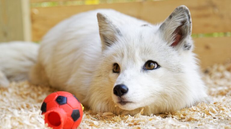17 Animals That Should Never Be Released Back Into The Wild