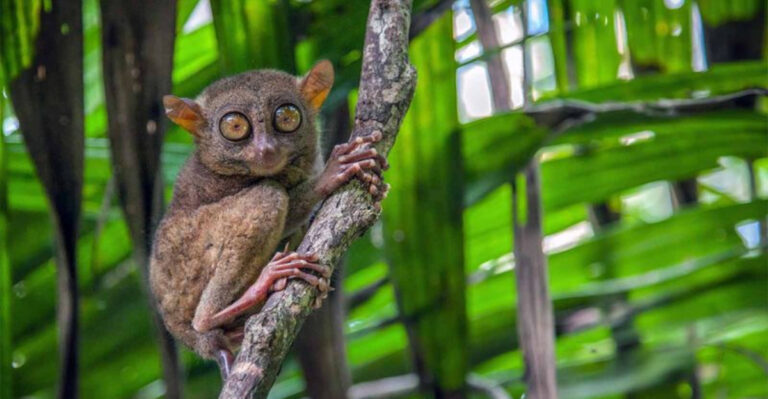 17 Bizarre Forest Animals That Could Be Characters In A Fantasy Novel
