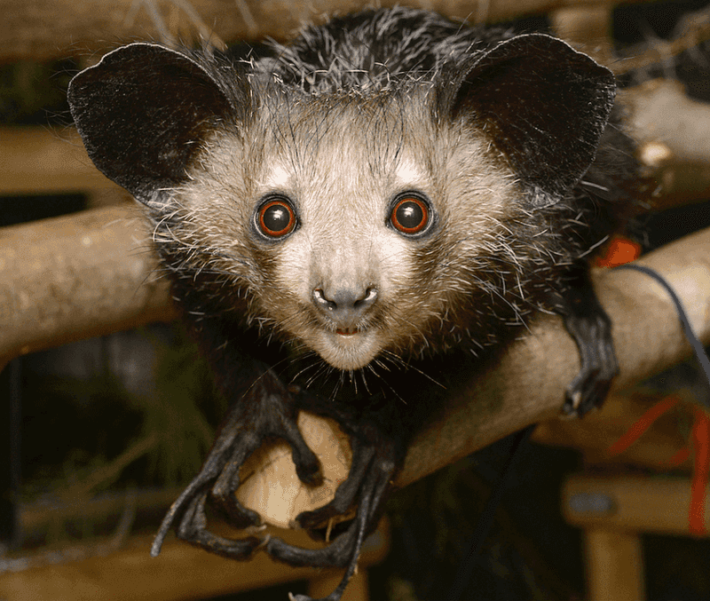 Aye-Aye