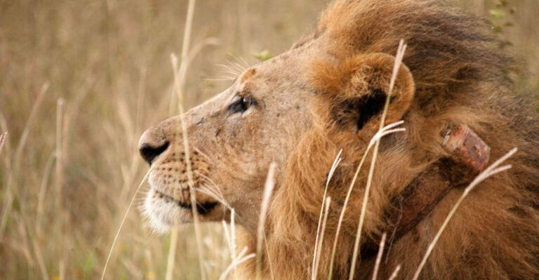 17 Challenges Shaping The Future Of Lions In The African Savannah